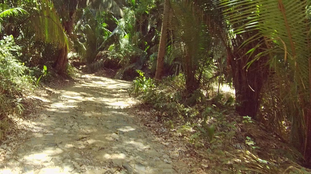 Sunlit dirt trail curving through palm trunks and leafy vegetation.