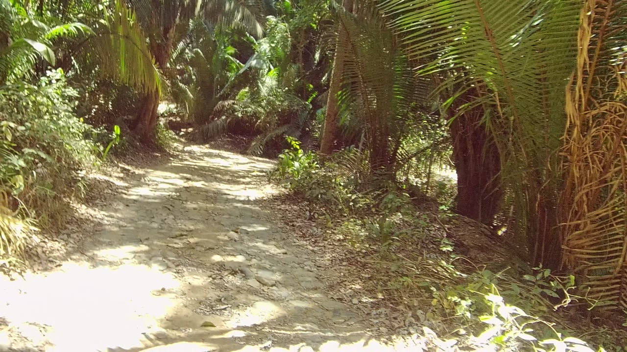 A brighter section of the San Pancho dirt path appears beneath overhanging palm fronds, with dense vegetation enclosing the trail and no visible people.