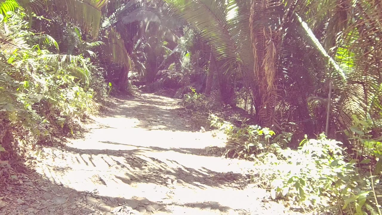 Dirt path in San Pancho, Nayarit running through bright tropical greenery, with heavy sun glare on the left side and no visible people.