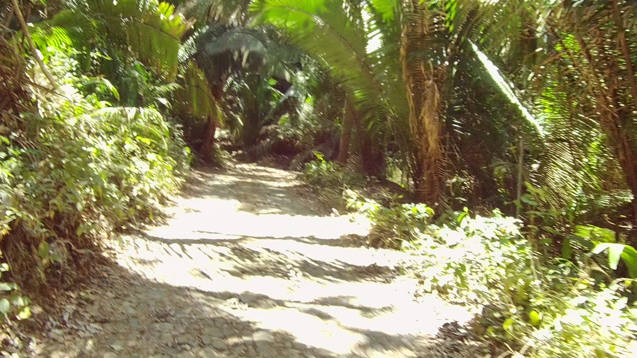 Forest trail with palm fronds and dappled light