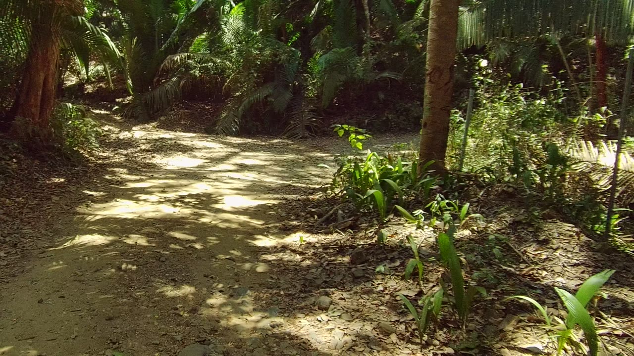 A pale dirt path curves through dense green forest in San Pancho, Nayarit, Mexico, with palms, tree trunks, dappled sunlight, and no visible people.