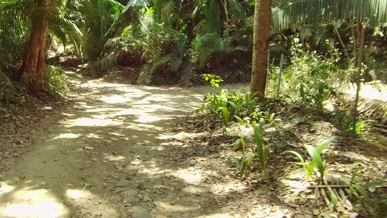 Sunlit dirt trail between palms and forest plants