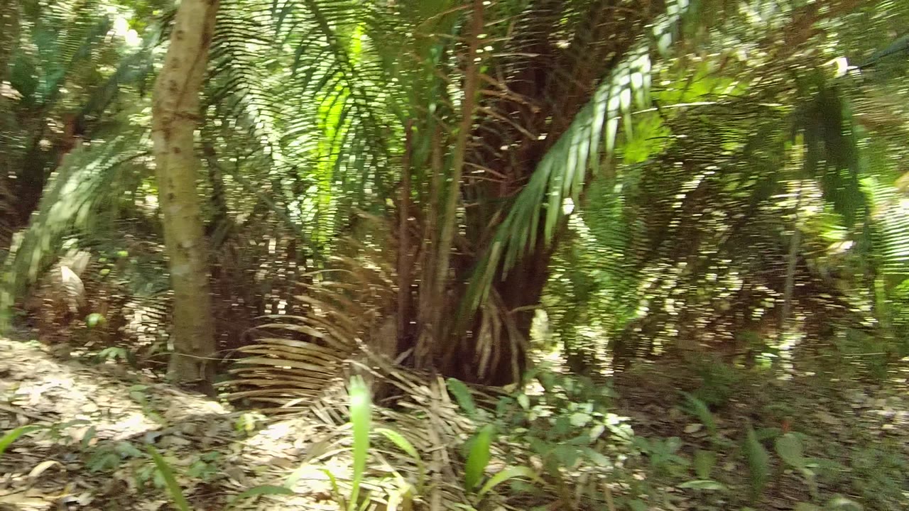 Dense palms, tree trunks, green plants, and dry leaf litter fill the side of a forest trail in San Pancho, Nayarit, Mexico, with no visible people in this frame.