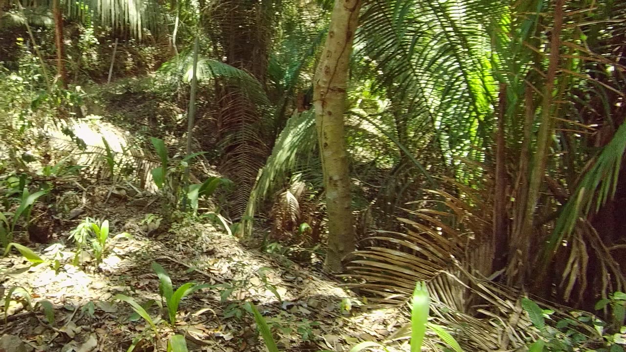 A sunlit patch of forest floor, palm fronds, trunks, and low green plants sits beside the dirt path in San Pancho, Nayarit, Mexico, with no visible people.