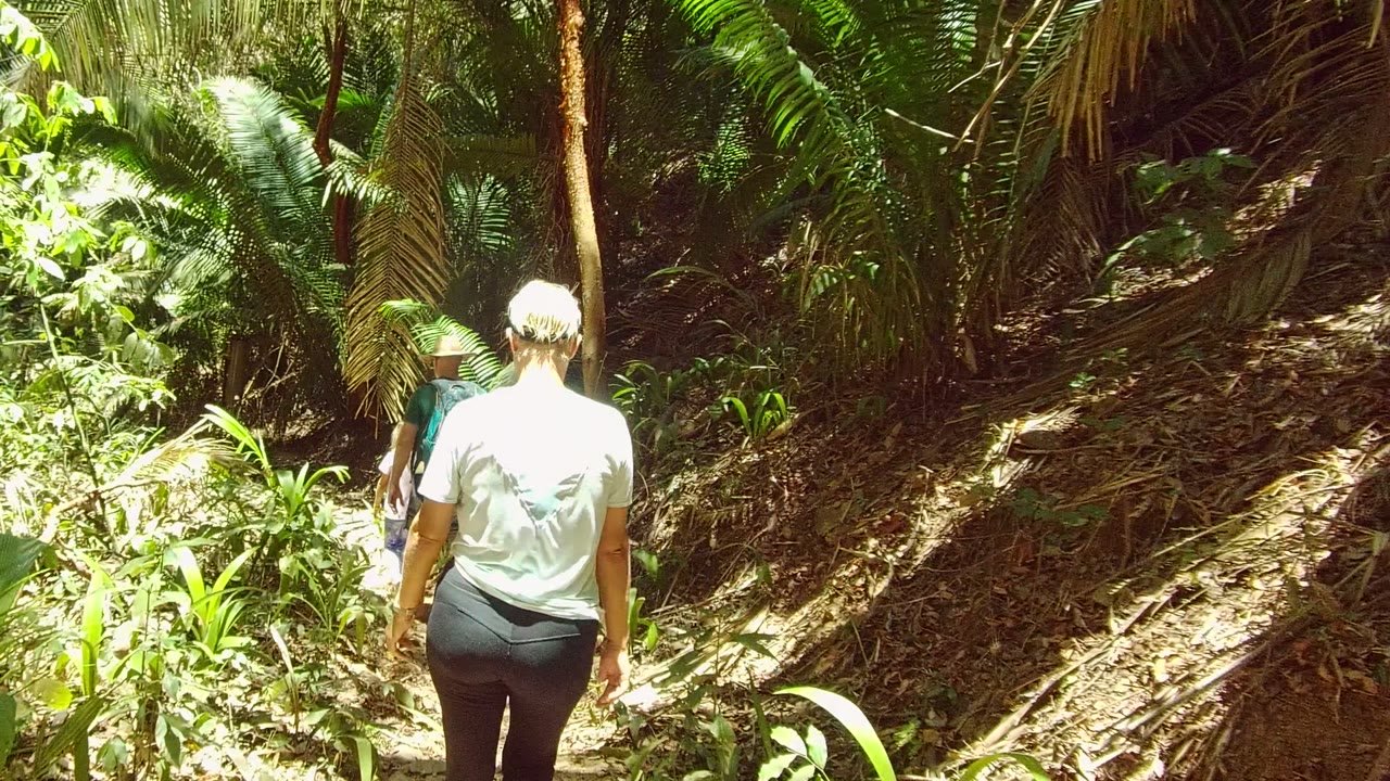 Two people walking away along a leafy forest path.