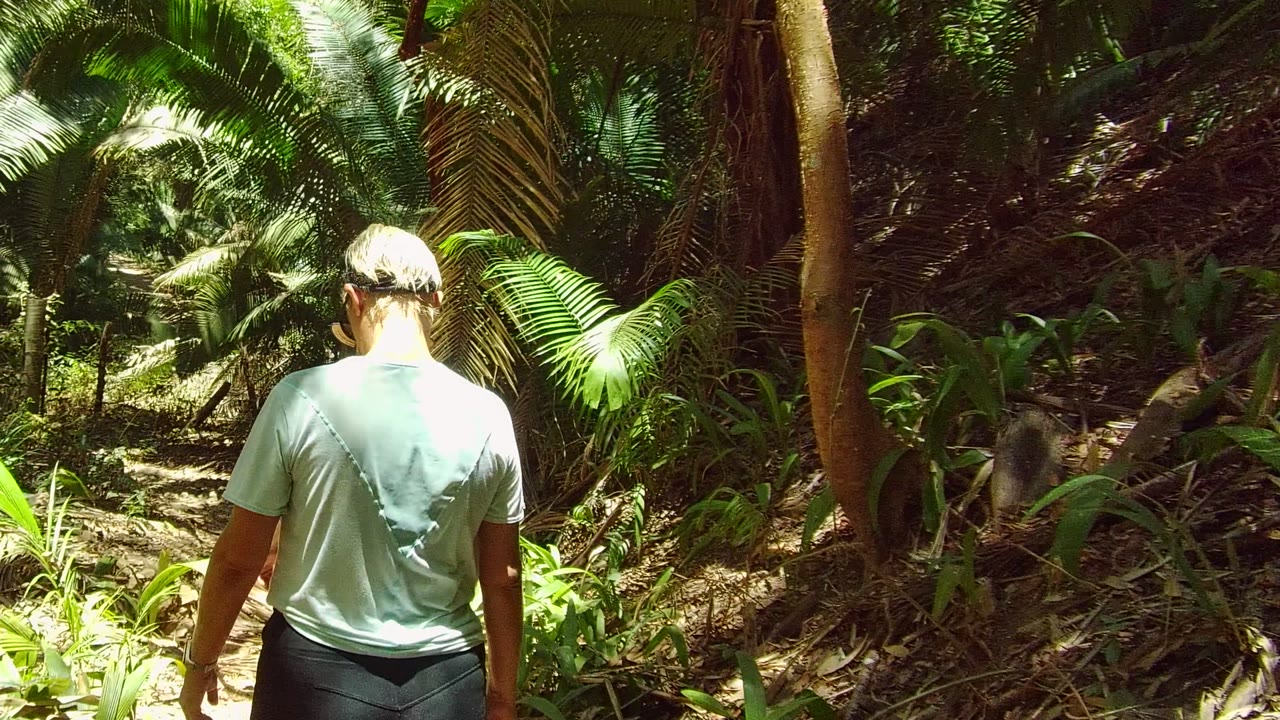 A hiker in a light shirt is seen from behind on a shaded forest path in San Pancho, Nayarit, Mexico, with dense green fronds and tree trunks ahead.