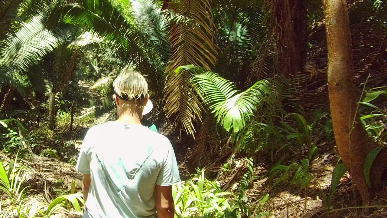 Rear view of a hiker walking deeper into dense foliage.