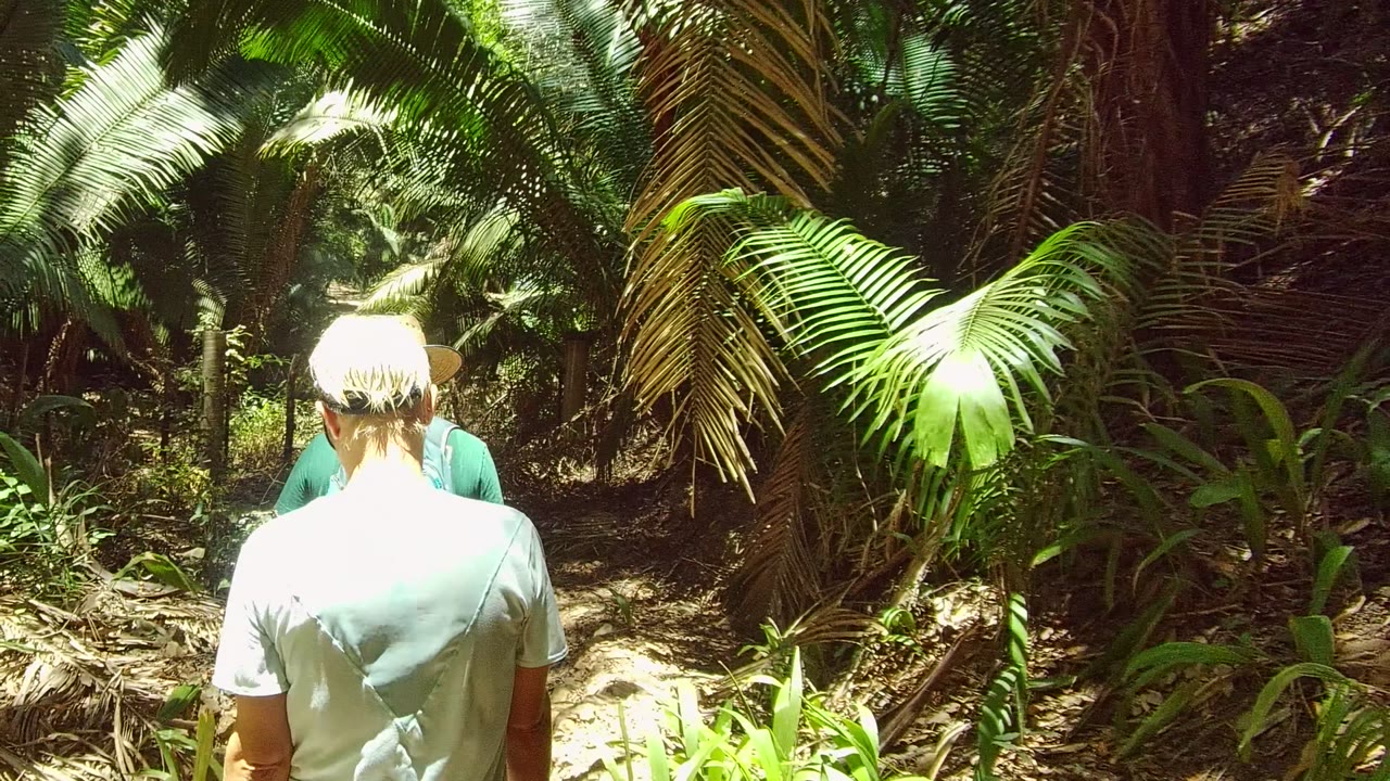 Two hikers are visible from behind or partially obscured on the San Pancho forest path, framed by large hanging fronds and bright green understory plants.