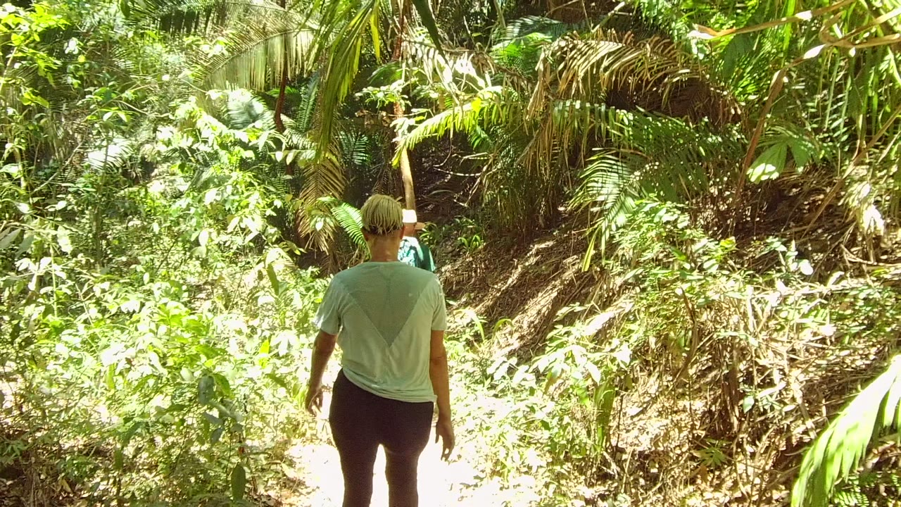 A person walks deeper into the San Pancho forest path as bright sunlight washes the plants on the right side and darker palm cover fills the left side.