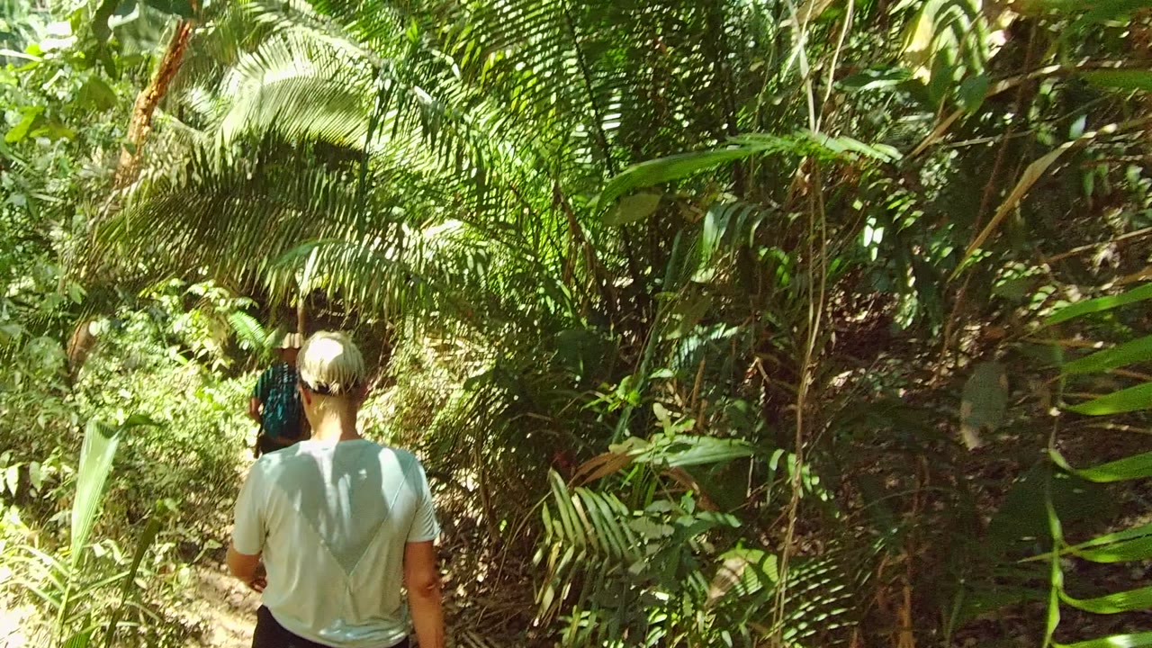 Rear view of a hiker on a shaded jungle trail