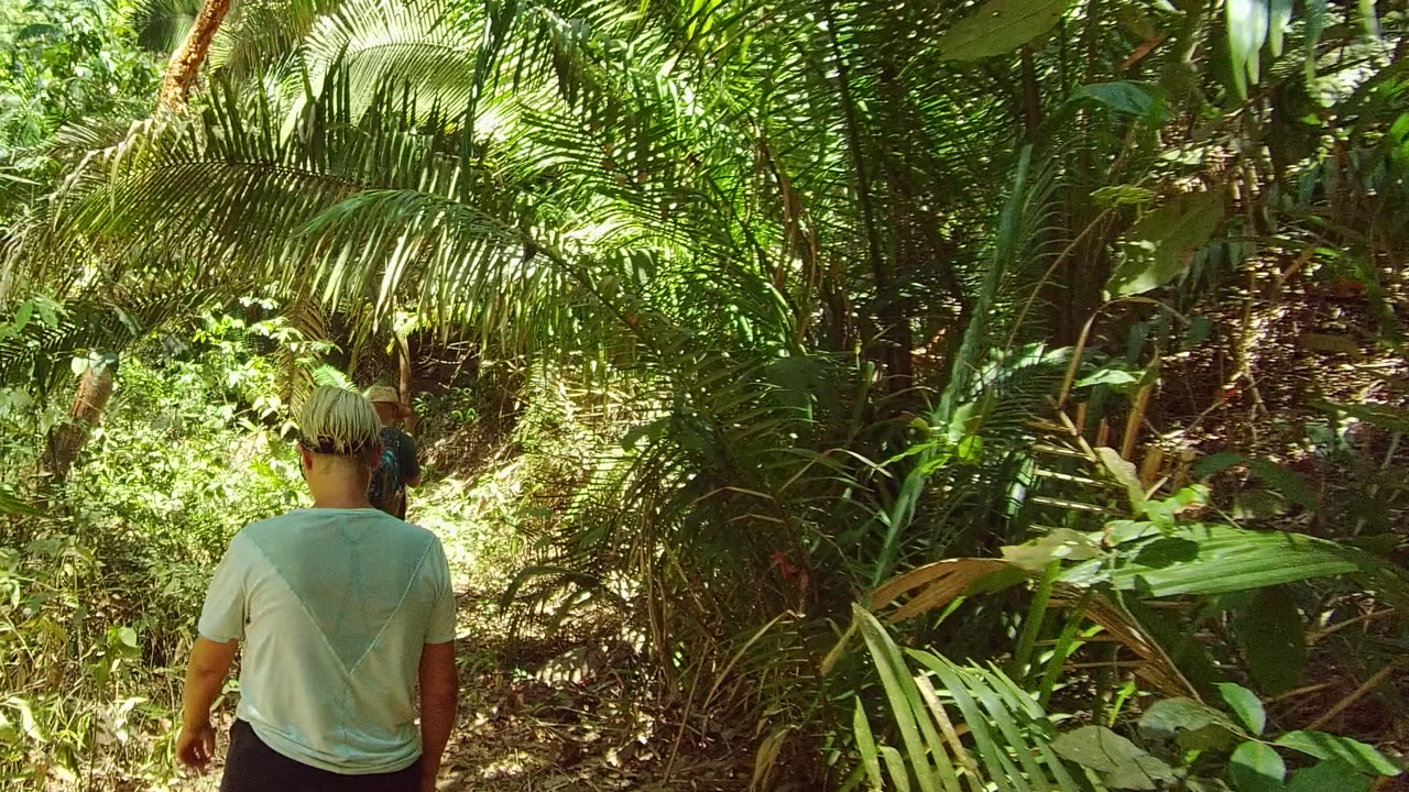 The nearer hiker continues along the San Pancho forest trail, with bright sun patches on the path and thick palms and vines on both sides.