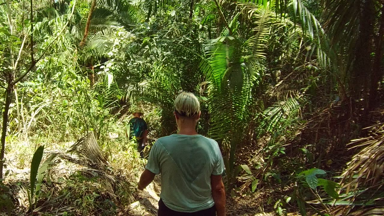 Rear view of hikers continuing along a sunlit forest trail.