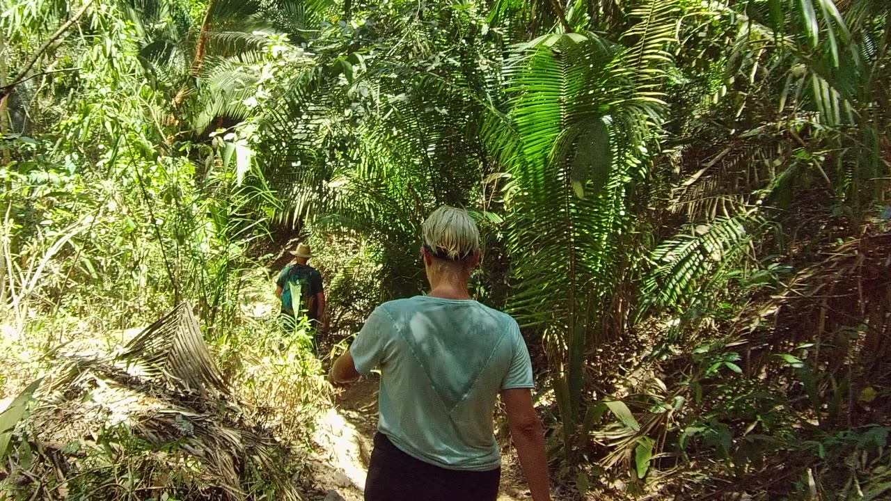 The hikers move along a narrow trail bordered by palms and dry fallen fronds in the tropical forest at San Pancho, Nayarit, Mexico.