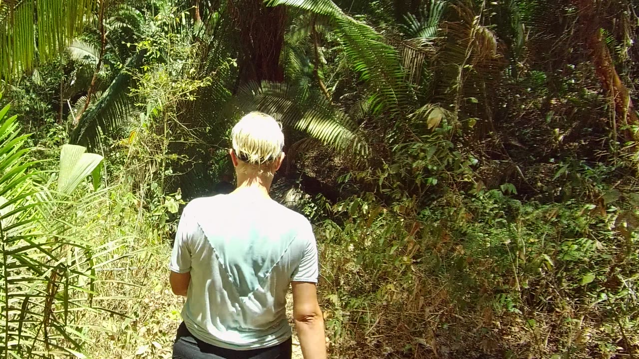 Walker seen from behind under palms and dense greenery.