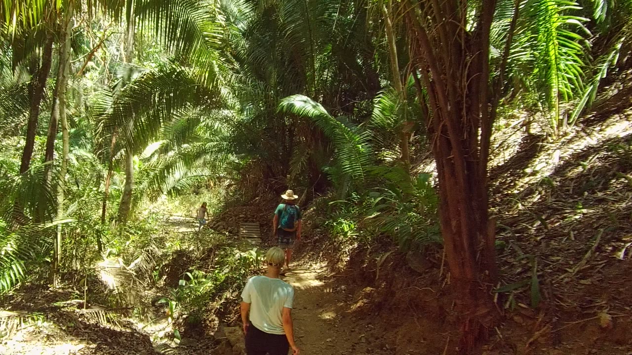 Hikers moving deeper along a narrow forest path