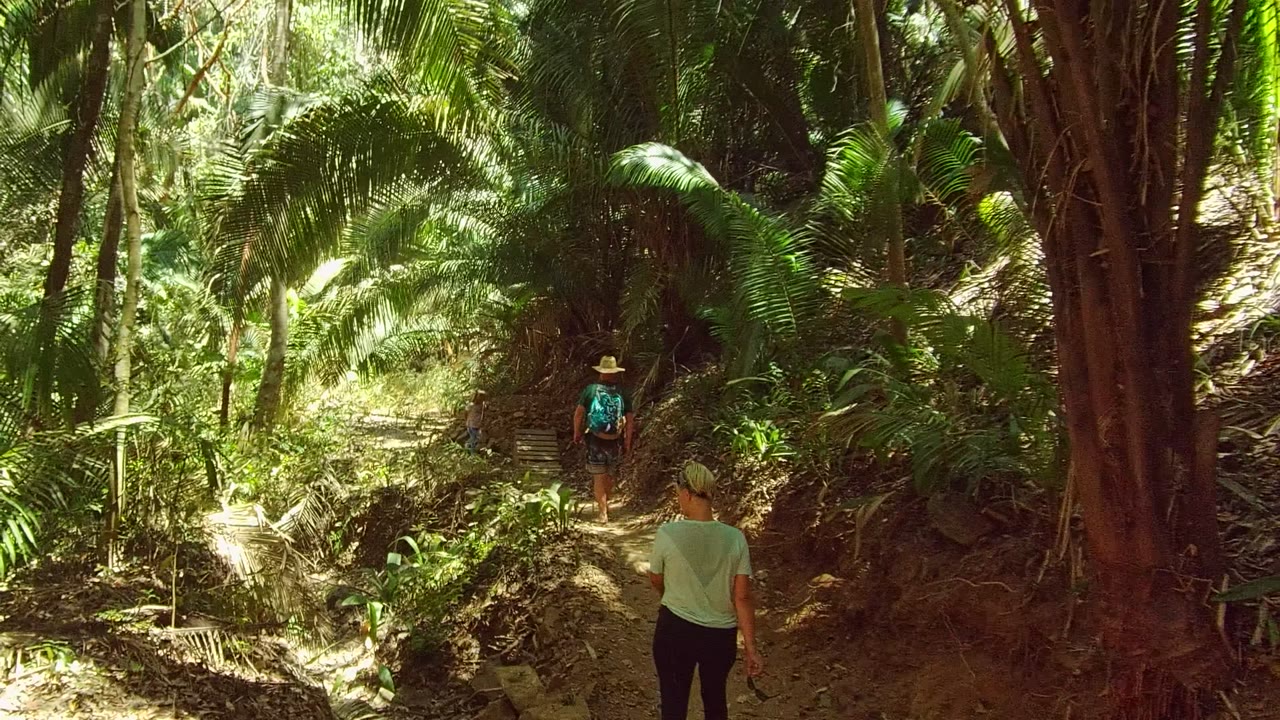 Two hikers are visible from behind on the San Pancho dirt trail, surrounded by tall trunks, layered fronds, and strong patches of sunlight on the ground.