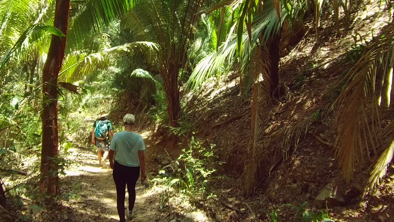 Two hikers walk away from the camera on a narrow dirt path in San Pancho, Nayarit, Mexico, with palm trunks, bright green fronds, and dappled sunlight around them.