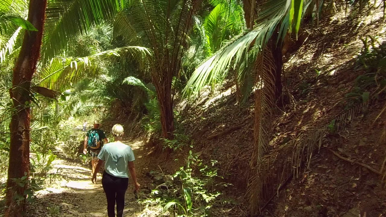Hikers continue along a sunlit dirt trail through dense palms.
