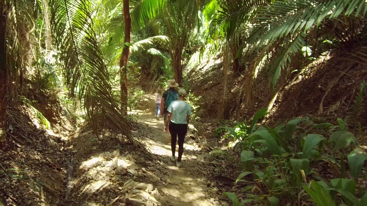 Two hikers walk away along a narrow dirt path in a dense San Pancho, Nayarit forest, with large fronds arching over the trail.