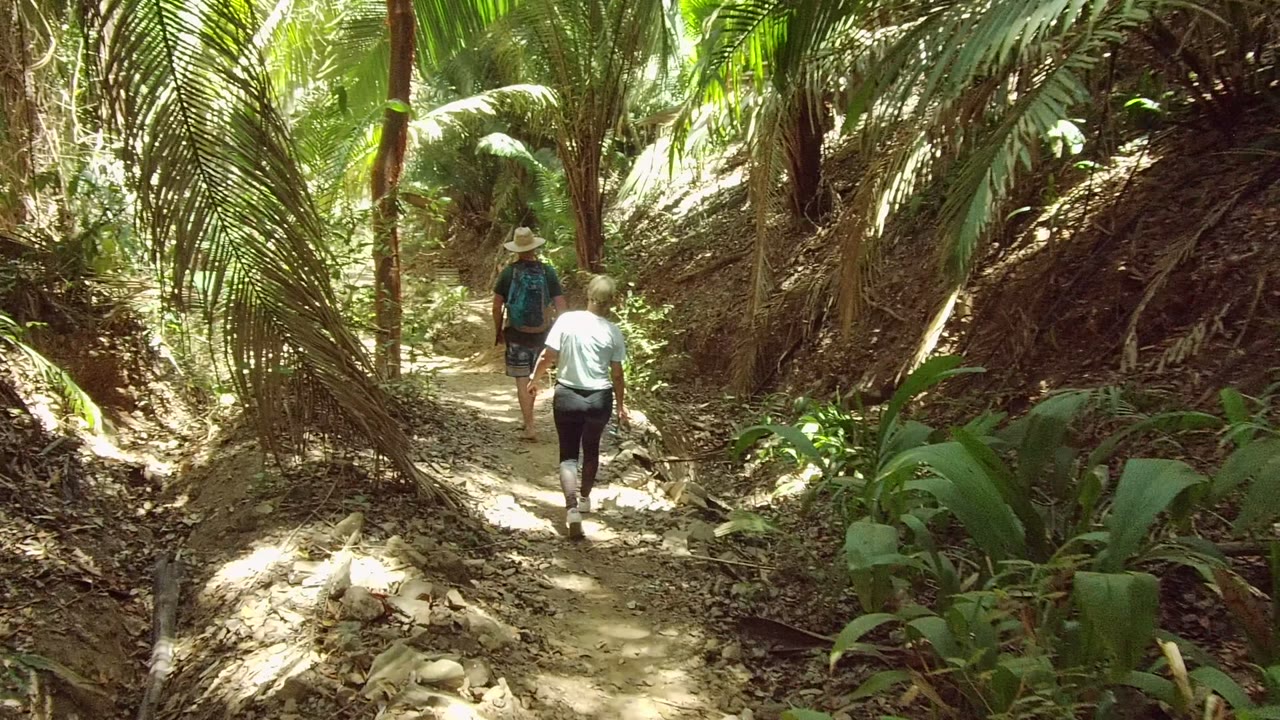 Hikers farther up a narrow dirt trail under palm-like fronds