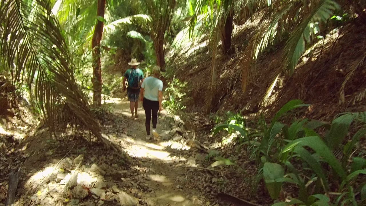 Two people walk away on a sun-dappled San Pancho forest path, with thick brown frond bases and green plants lining the trail edges.