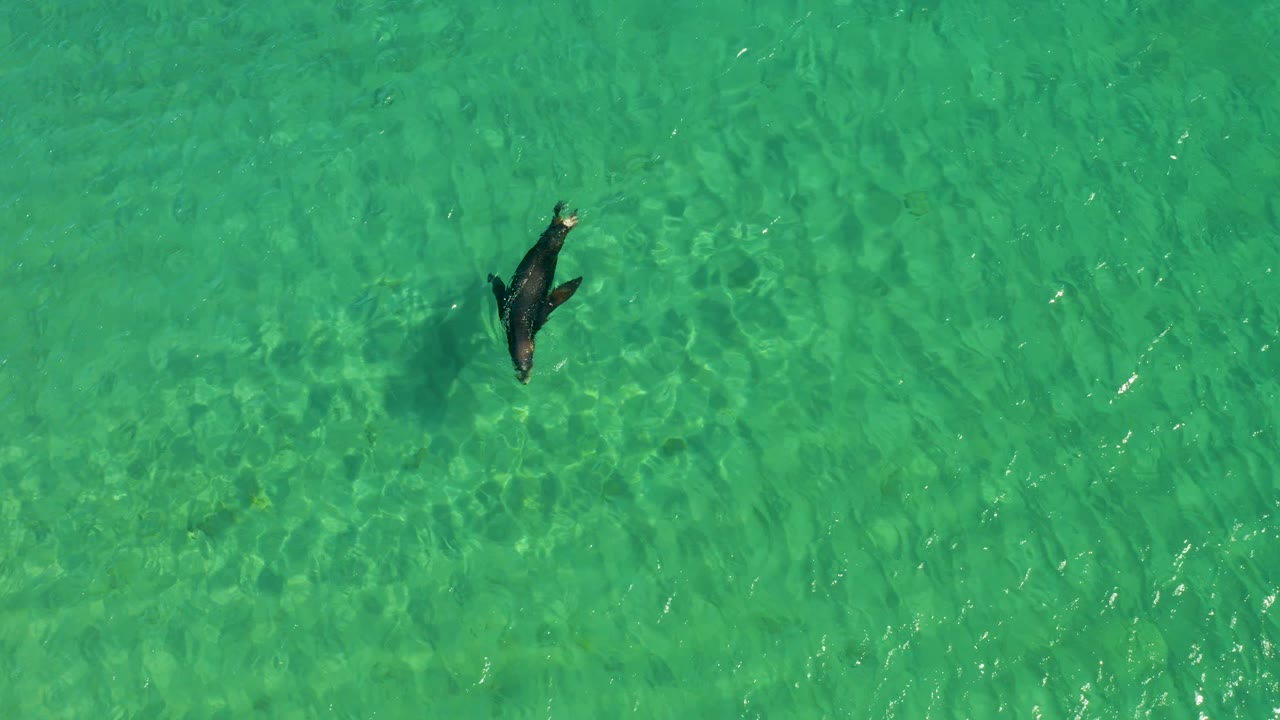 Overhead frame from Los Frailes, Los Cabos, Baja California Sur showing a dolphin near the upper left in clear turquoise shallow water with no visible people.