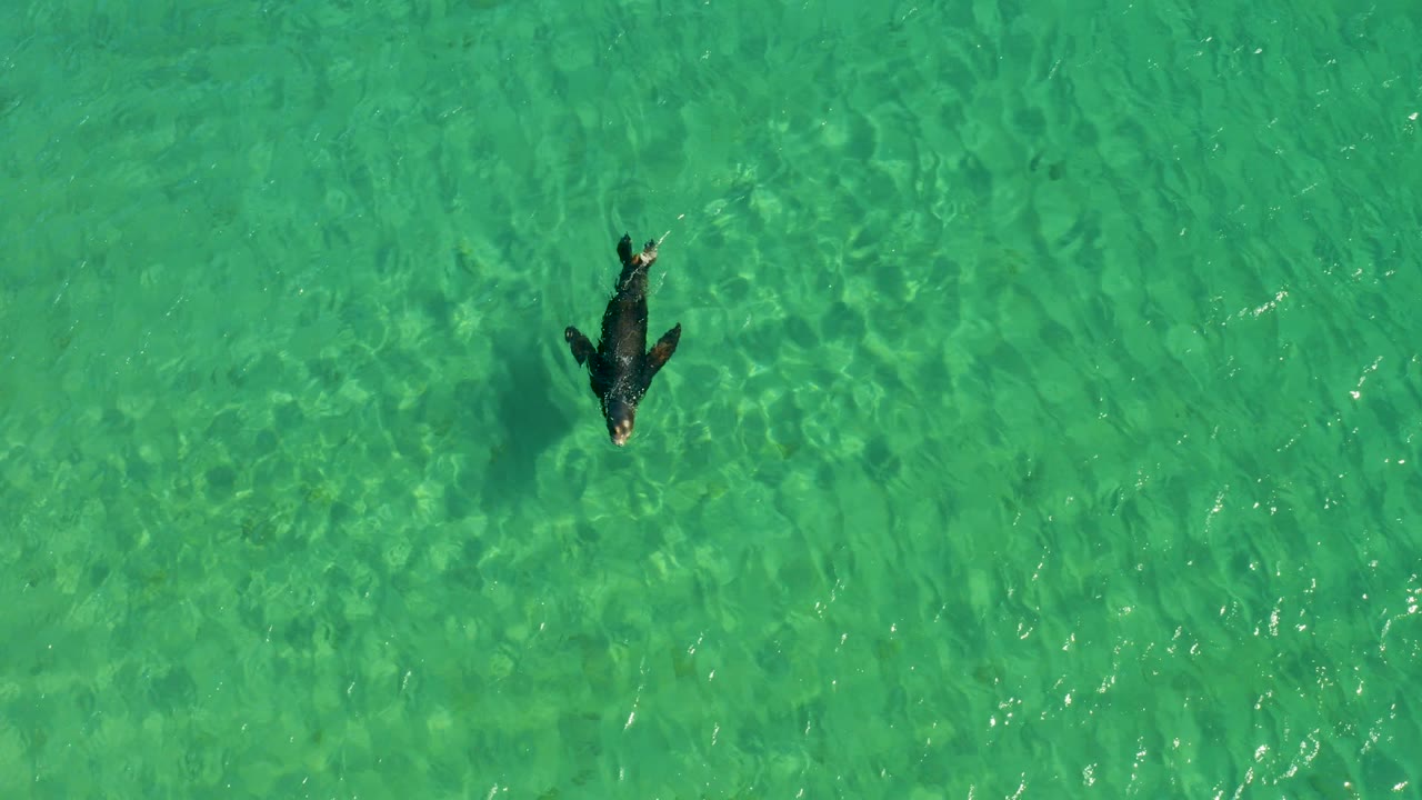 Dolphin centered in green turquoise water from an overhead view.