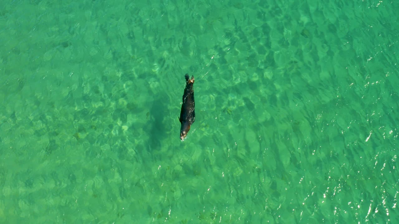 Aerial frame from Los Frailes with the dolphin near the upper right, dark against clear shallow turquoise water and fine surface ripples, with no visible people.
