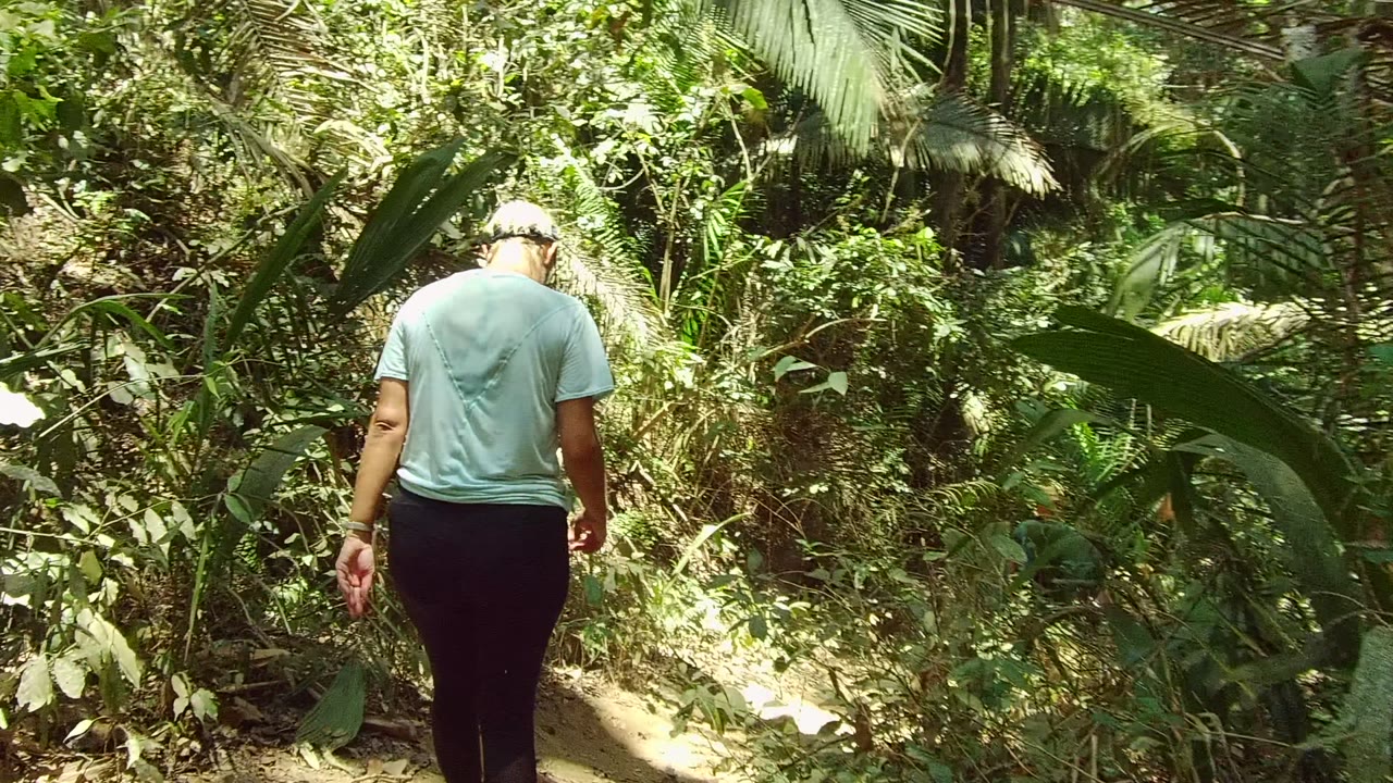 Walker moving along a sunlit forest path