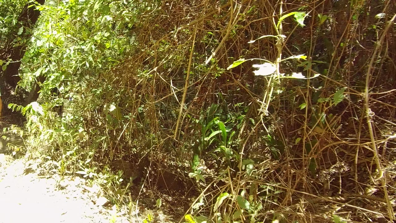 A hiker in a light shirt walks away into dense forest vegetation on a narrow dirt path in San Pancho, Nayarit, Mexico.