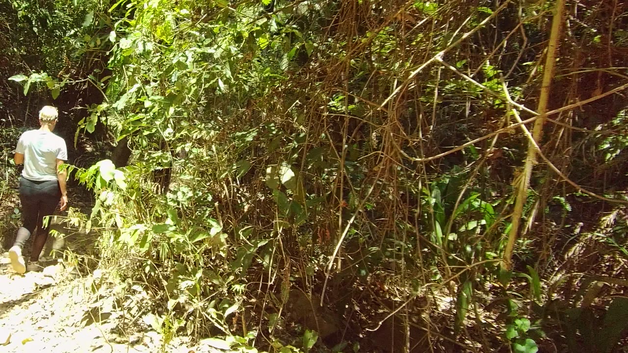 Hiker farther along a shaded dirt trail through vegetation.