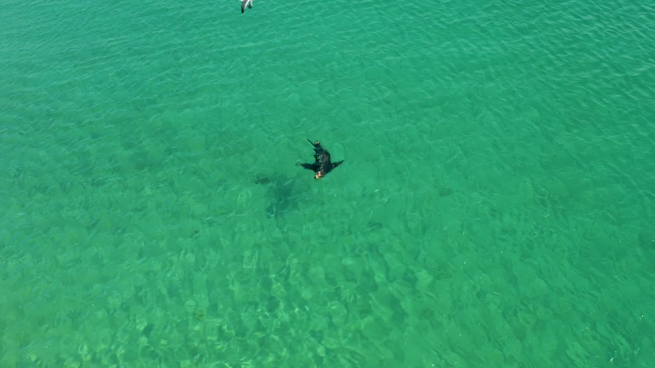 Swimmer seen from directly above in shallow turquoise water with a dark shadow nearby.