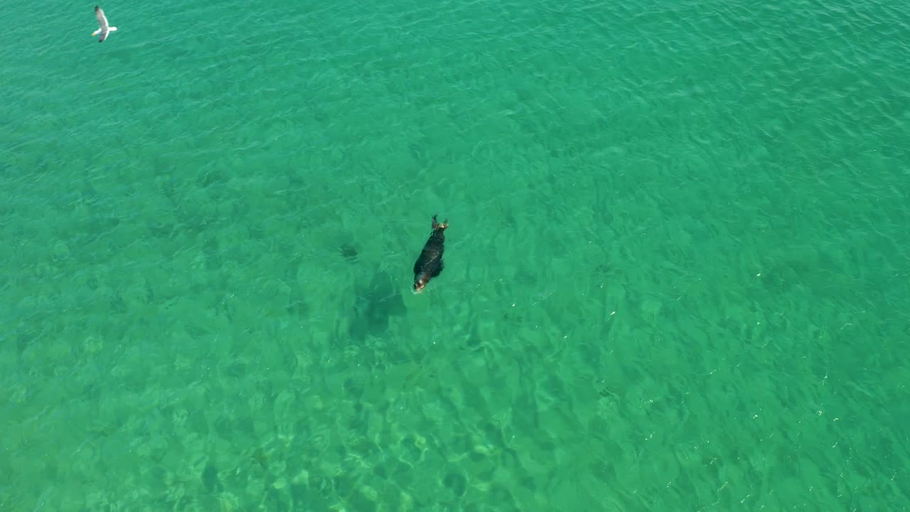 Aerial frame from Los Frailes Los Cabos showing the swimmer near the right side of the composition, with green-blue water, faint ripples, and shallow seabed texture visible.