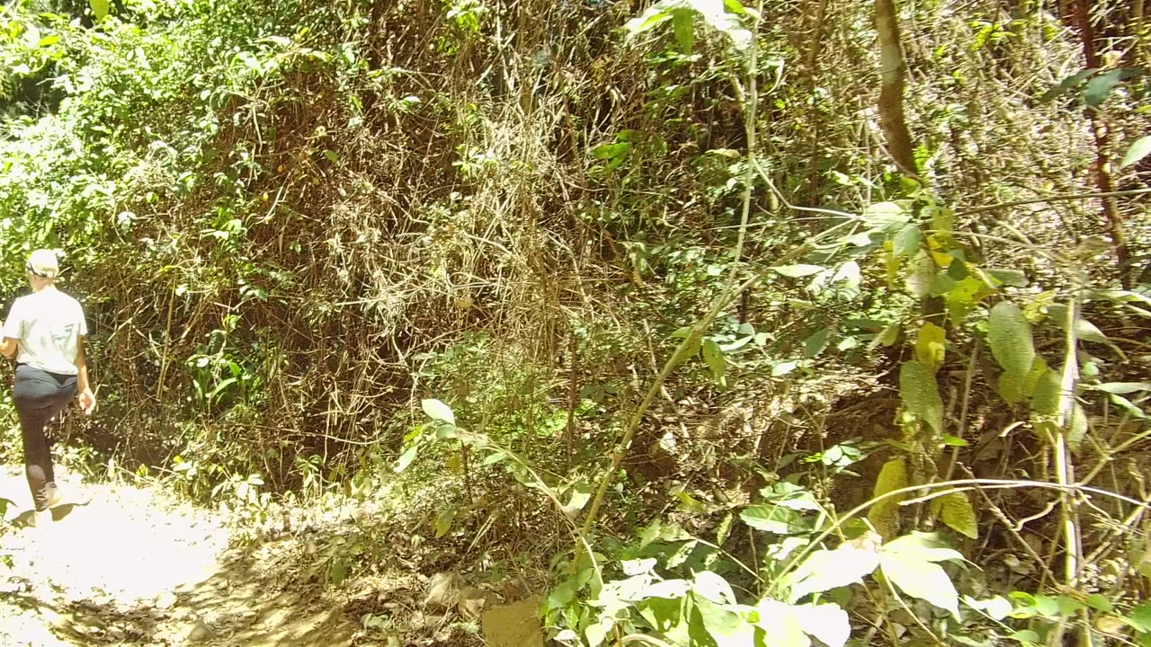 The person is near the right side of the frame on the sunlit trail, with tangled vines, green foliage, and thin trees behind them in San Pancho.
