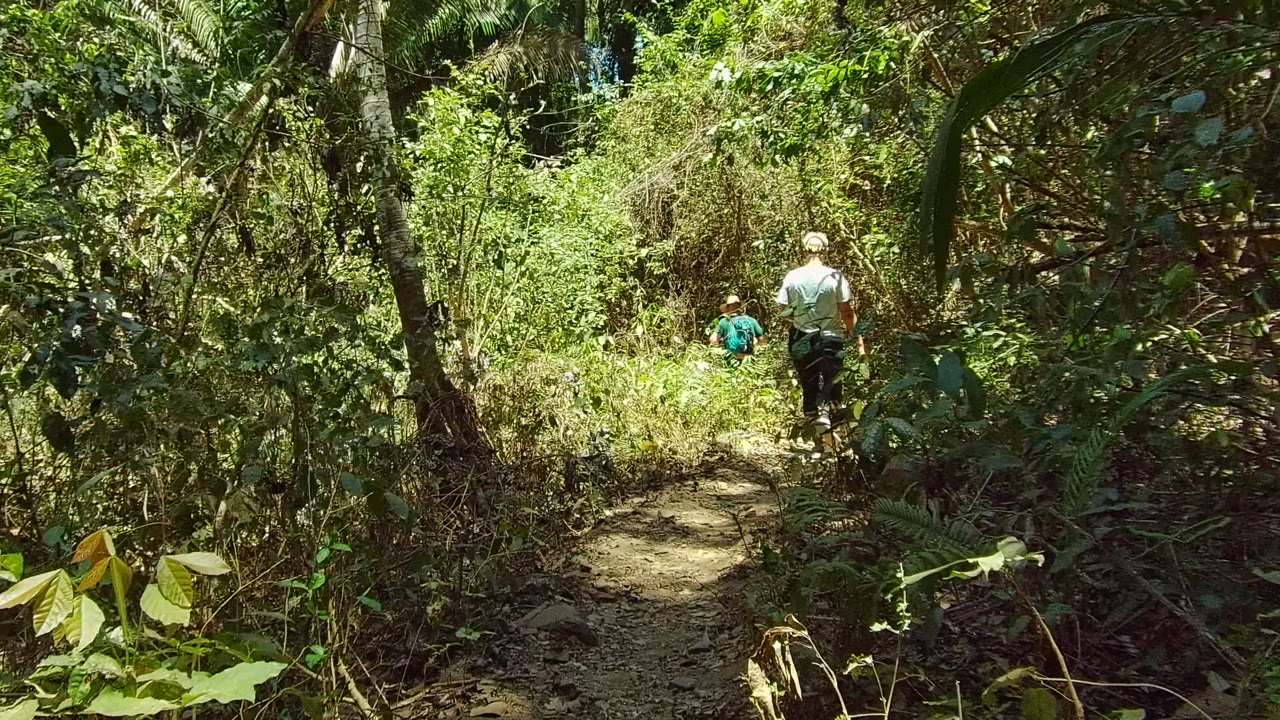 Two people moving along a sunlit forest trail.