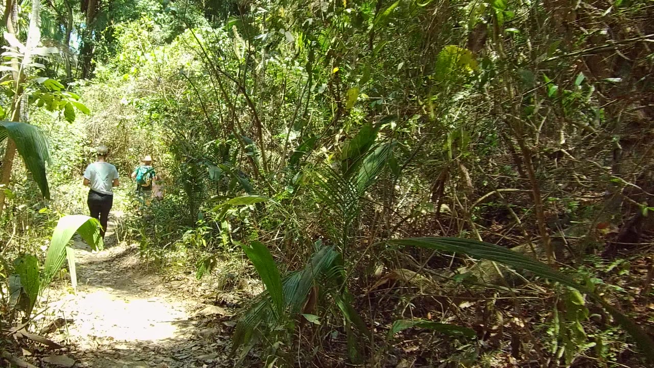 Two hikers continue along a bright dirt trail with thick foliage on both sides.