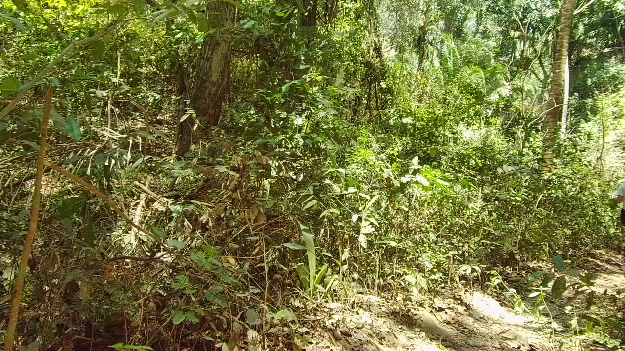 A narrow dirt path runs through dense green forest vegetation in San Pancho, Nayarit, Mexico, with no visible people in this opening frame.