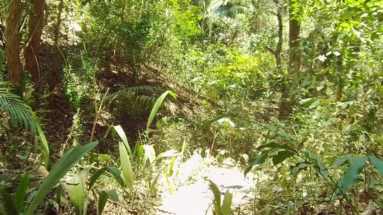 Ground-level view of a narrow dirt path through dense green foliage in San Pancho, Nayarit, Mexico, with bright sun on foreground leaves and no visible people.