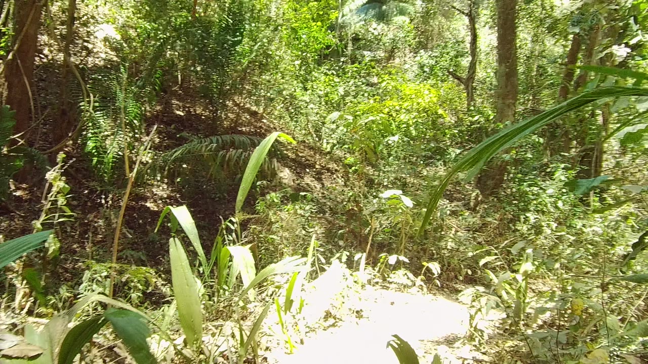 Forest undergrowth with bright leaves along a dirt trail