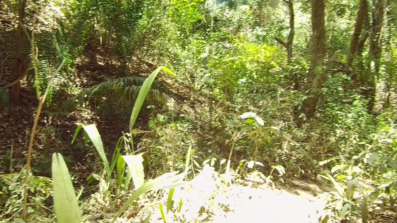 A bright patch of trail-side foliage fills the San Pancho forest frame, with layered green plants, brown trunks, and no visible people.