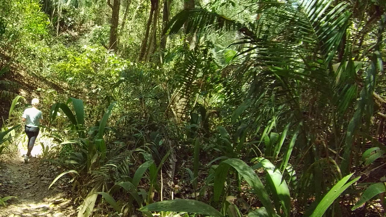 A person walks away on a narrow dirt trail in San Pancho, Nayarit, Mexico, surrounded by dense green plants and tall trees.