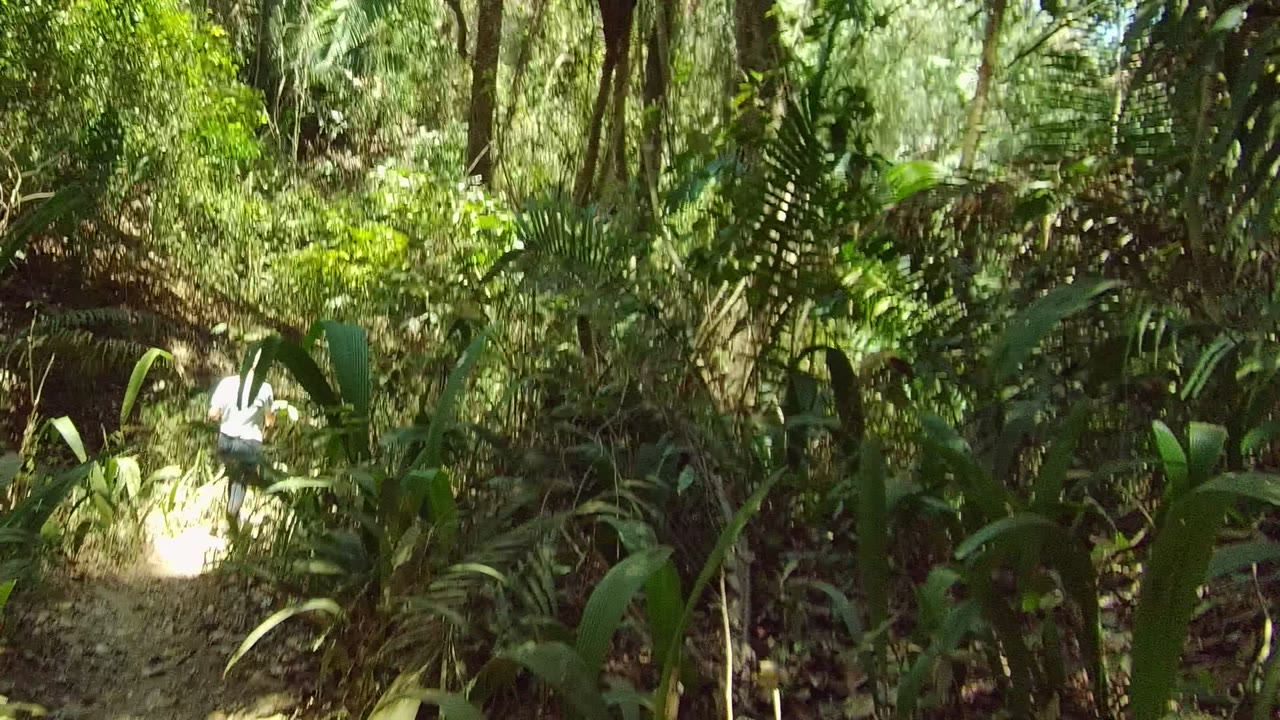 Forest trail with a person partly visible farther ahead among plants