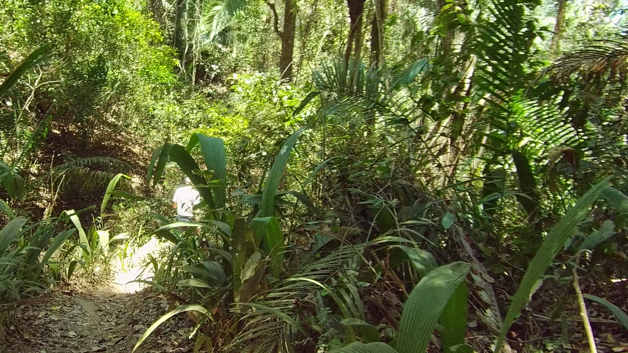 A small figure remains visible on the sunlit section of the forest path in San Pancho, Nayarit, Mexico, with thick green plants framing the view.