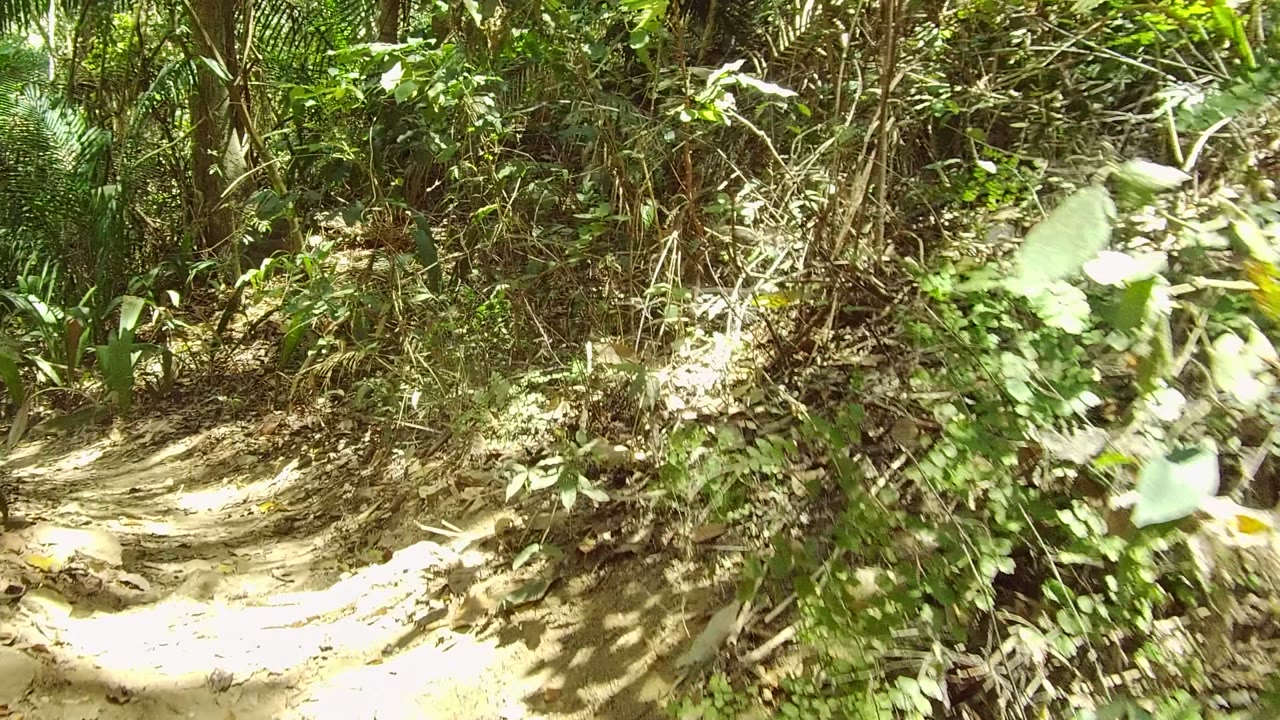 Low view of a dirt path entering dense forest undergrowth in San Pancho, Nayarit, with dappled sunlight on the ground and no visible people.