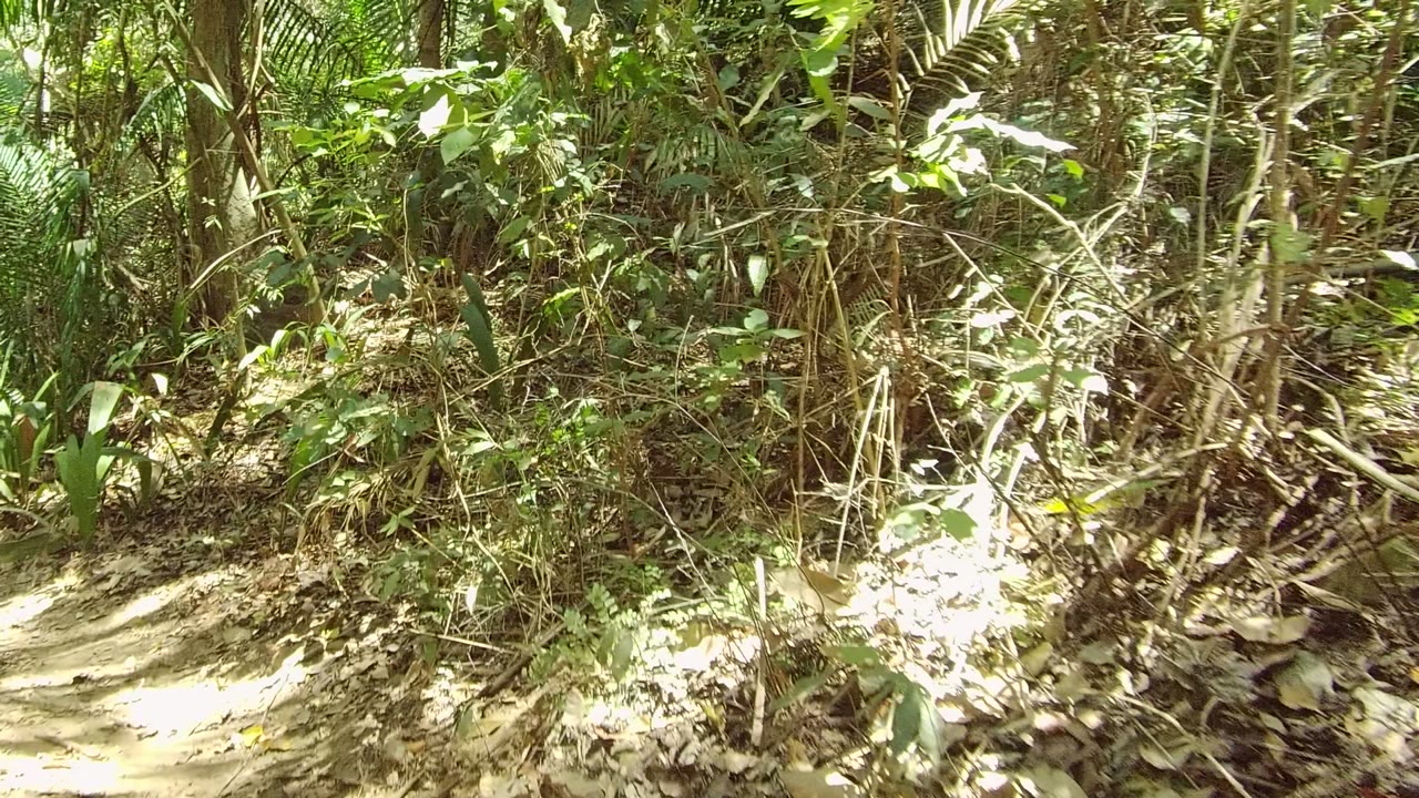 Forest trail bends through thick undergrowth and leaf litter.
