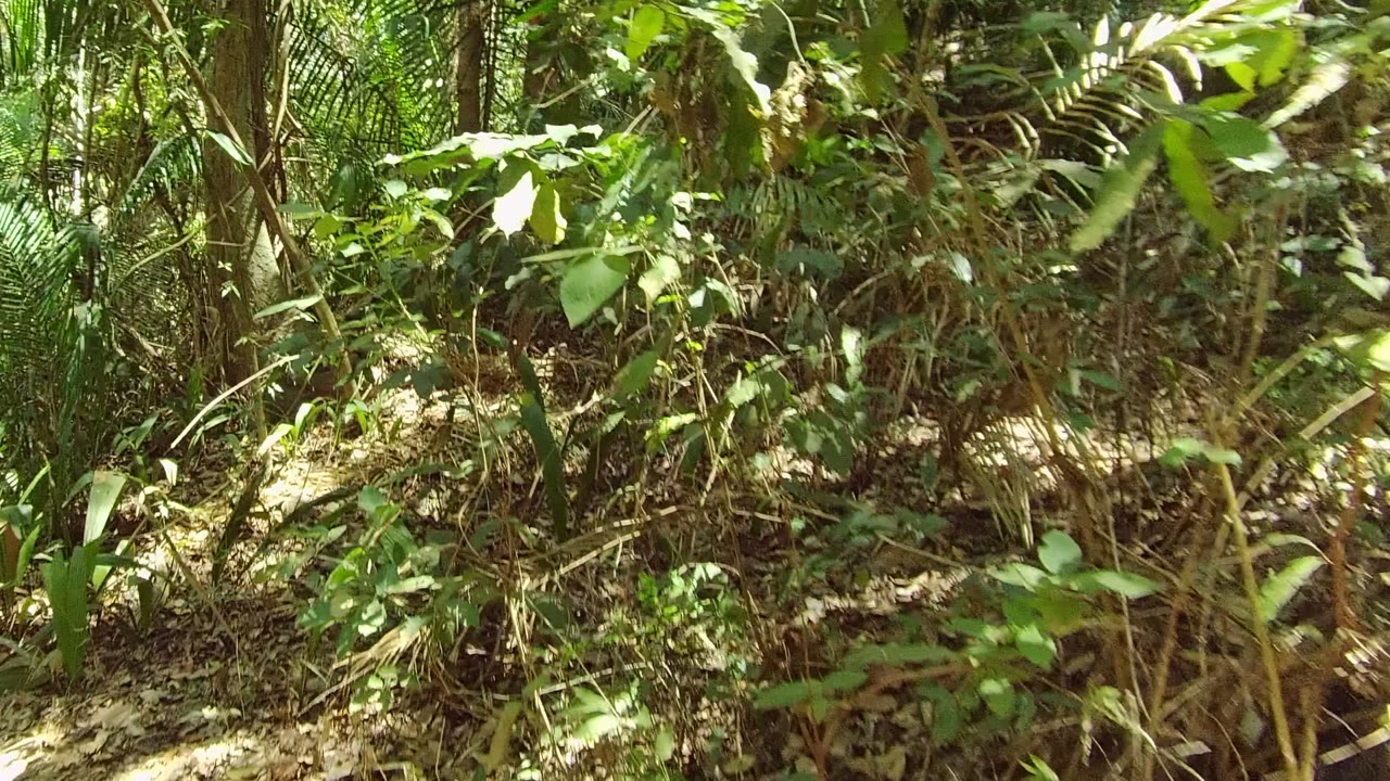 Dense undergrowth and thin trunks fill the San Pancho forest frame, with leaf litter across the ground and no visible people.