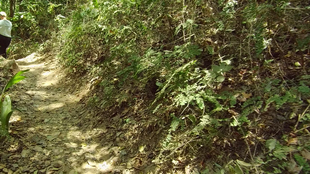 Dirt trail bending through thick green foliage.