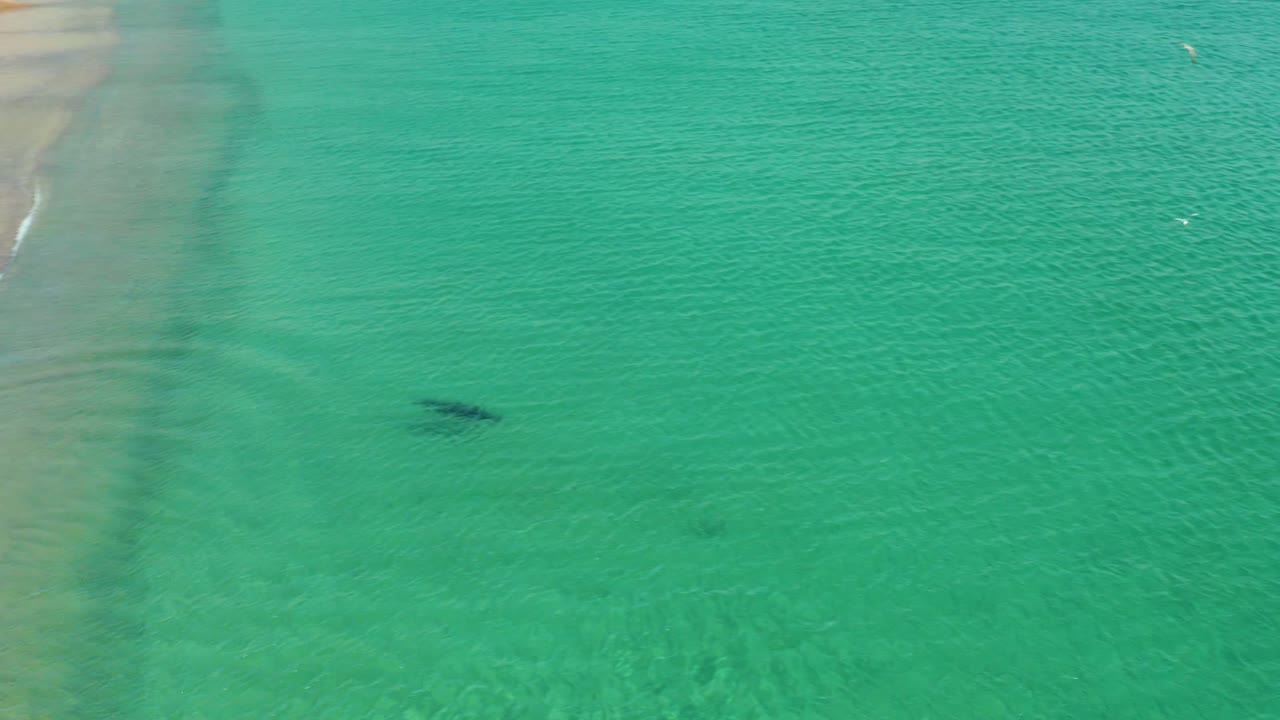 Overhead view in Los Frailes, Los Cabos of a dark marine animal below clear turquoise water, with faint surf and sandy shallows visible and no visible people.
