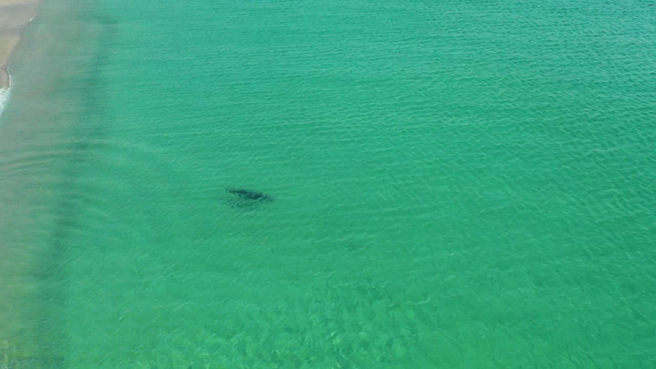 Marine animal shadow moving through clear green-blue coastal water.