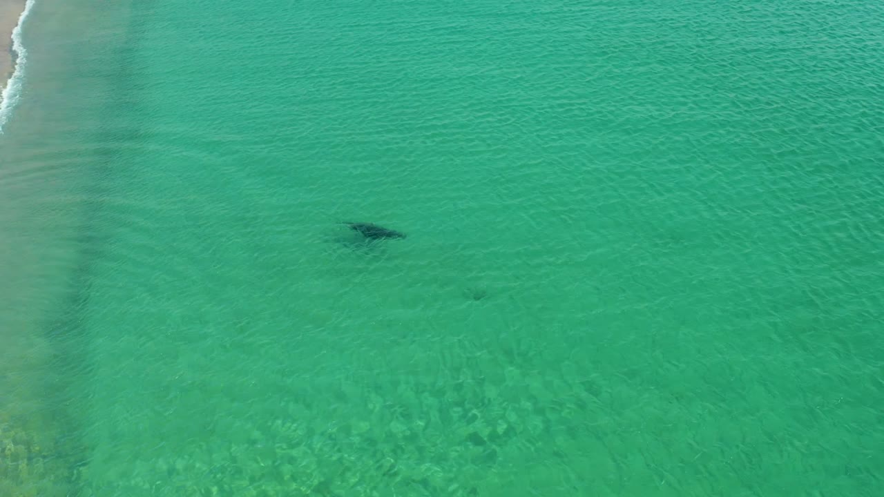 Overhead Los Frailes frame with the dark marine animal under turquoise water, rippled sandy bottom visible beneath it, and no visible people in the frame.